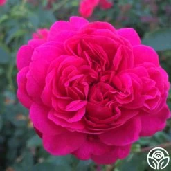 Sir John Betjeman -Healthy Plant Shop sir john betjeman 13