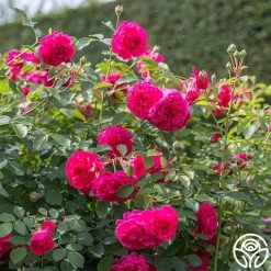 Sir John Betjeman -Healthy Plant Shop sir john betjeman 14