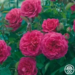 Sir John Betjeman -Healthy Plant Shop sir john betjeman 15