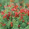 Sister Redhead® Scotch Broom - 4" Pot - Cytisus - Proven Winners 1 Sister Redhead® Scotch Broom - 4" Pot - Cytisus - Proven Winners -Healthy Plant Shop sister redhead scotch broom 1 58536.1615344693