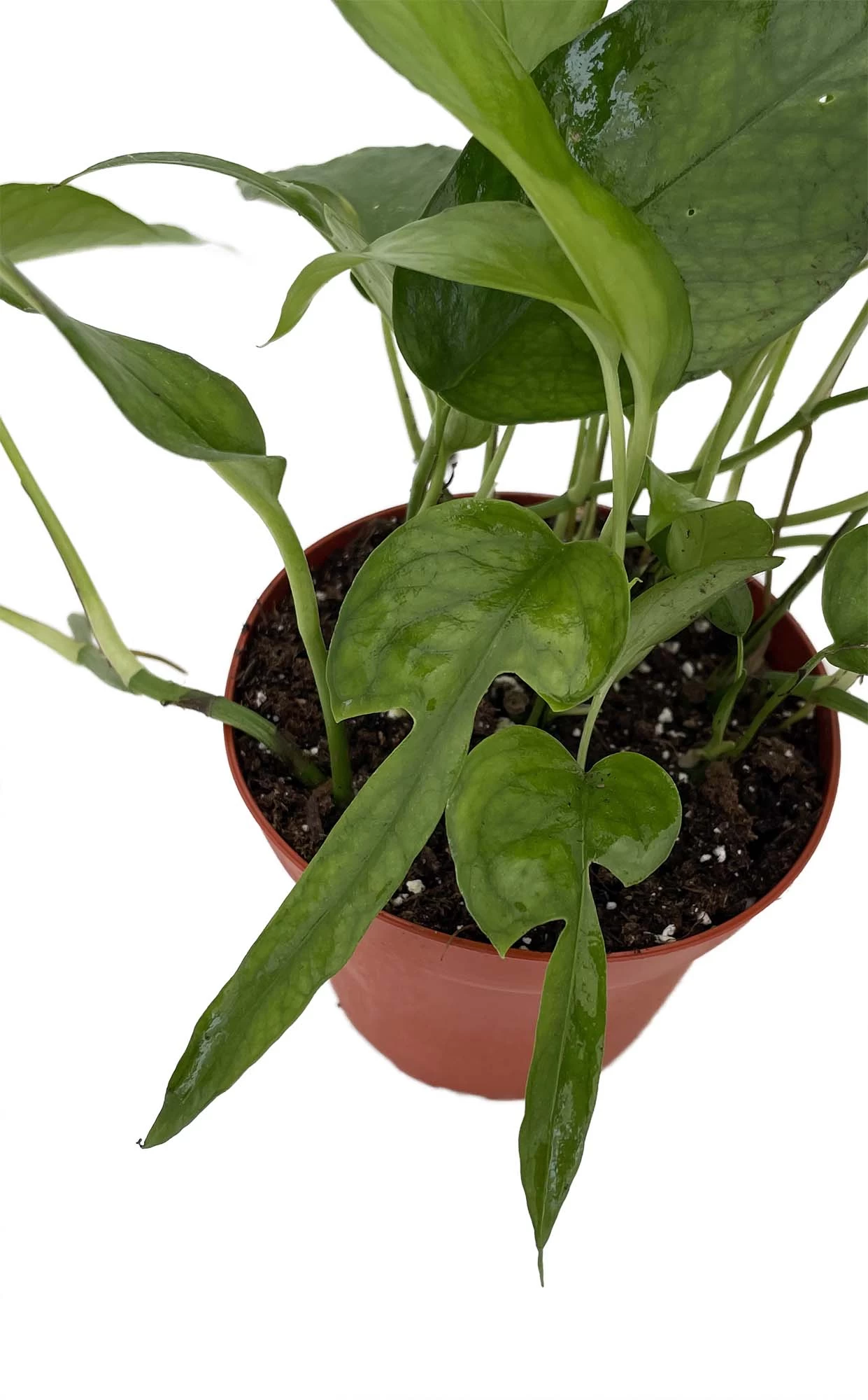 Skeleton Key Epipremnum Pinnatum - 4" Pot - Collector's Series 3 Skeleton Key Epipremnum Pinnatum - 4" Pot - Collector's Series