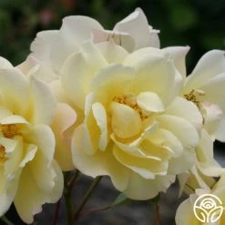 Sky's The Limit™ -Healthy Plant Shop skys the limit logo 03