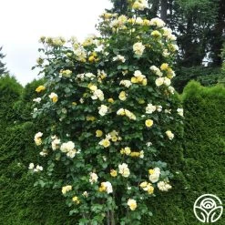 Sky's The Limit™ -Healthy Plant Shop skys the limit logo 05