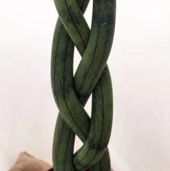 'Snake In A Bag' Braided Snake Plant - Sanseveria - 4" Pot Plus Burlap Bag -Healthy Plant Shop snakeinbag11 19982.1628788351