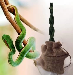 'Snake In A Bag' Braided Snake Plant - Sanseveria - 4" Pot Plus Burlap Bag