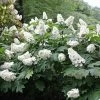 Snow Queen Oakleaf Hydrangea - 4" Pot - White Blooms 1 Snow Queen Oakleaf Hydrangea - 4" Pot - White Blooms -Healthy Plant Shop snowqueenhydrangea1 08224.1615344660