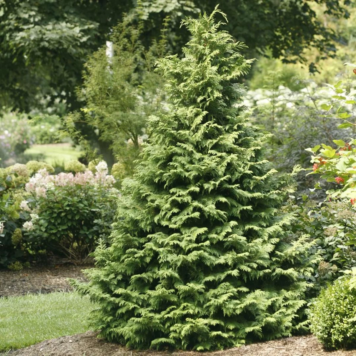 Soft Serve® False Cypress - Chamaecyparis - 4" Pot - Proven Winners 3 Soft Serve® False Cypress - Chamaecyparis - 4" Pot - Proven Winners