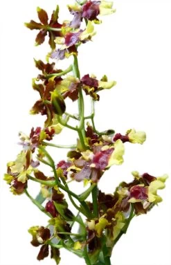 Space Race CoCo Orchid - Oncidium Hybrid - 4" Pot - Collector Orchids 7 Space Race CoCo Orchid - Oncidium Hybrid - 4" Pot - Collector Orchids -Healthy Plant Shop spacecocobloomsnew 07424.1693671032