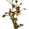 Space Race CoCo Orchid - Oncidium Hybrid - 4" Pot - Collector Orchids -Healthy Plant Shop spacercecoco2 34419.1693671031