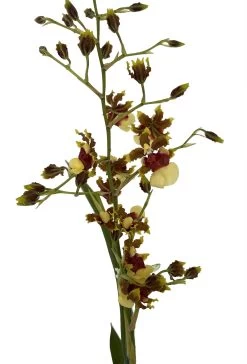 Space Race CoCo Orchid - Oncidium Hybrid - 4" Pot - Collector Orchids