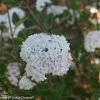 Spice Baby™ Korean Spice Viburnum - Proven Winners 2 Spice Baby™ Korean Spice Viburnum - Proven Winners -Healthy Plant Shop spice ball viburnum 8688 58374.1615344585