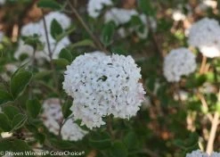 Spice Baby™ Korean Spice Viburnum - Proven Winners