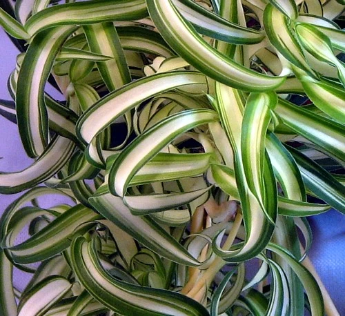 Bonnie Curly Spider Plant - Easy To Grow - Cleans The Air - 6" Hanging Basket 4 Bonnie Curly Spider Plant - Easy To Grow - Cleans The Air - 6" Hanging Basket - Image 2