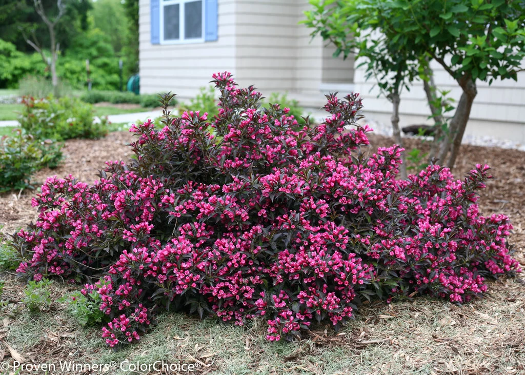 Spilled Wine® Weigela - Red Leaves, Magenta Flowers - Proven Winners - 4" Pot 4 Spilled Wine® Weigela - Red Leaves, Magenta Flowers - Proven Winners - 4" Pot - Image 2
