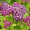 DOUBLE PLAY® DOLLY™ - Spiraea Japonica - Proven Winners - 4" Pot 1 DOUBLE PLAY® DOLLY™ - Spiraea Japonica - Proven Winners - 4" Pot -Healthy Plant Shop spiraea double play dolly p1001886 800x800 e2b5f26 44731.1688078408