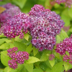 DOUBLE PLAY® DOLLY™ - Spiraea Japonica - Proven Winners - 4" Pot