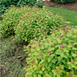 DOUBLE PLAY® DOLLY™ - Spiraea Japonica - Proven Winners - 4" Pot -Healthy Plant Shop spiraea double play dolly p1184164 800x800 8db5de9 71520.1688078409