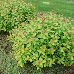 DOUBLE PLAY® DOLLY™ - Spiraea Japonica - Proven Winners - 4" Pot -Healthy Plant Shop spiraea double play dolly p1184166 800x800 08c16ce 40945.1688078409