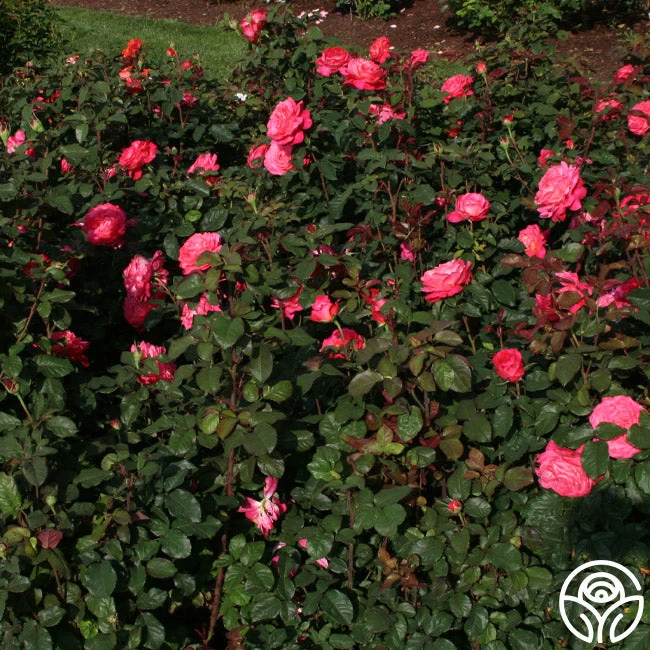 Star Of The Nile™ 4 Star Of The Nile™ - Image 2