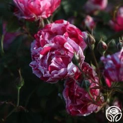 Stars 'n' Stripes Forever™ -Healthy Plant Shop stars n stripes forever 11