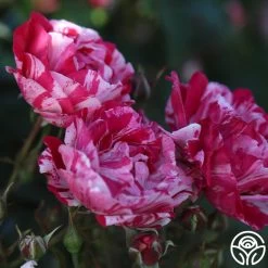 Stars 'n' Stripes Forever™ -Healthy Plant Shop stars n stripes forever 13