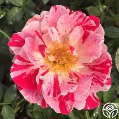 Stars 'n' Stripes Forever™ -Healthy Plant Shop stars n strips forever 4jpg 1