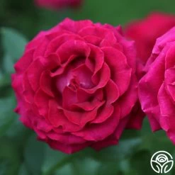 Stiletto™ -Healthy Plant Shop stiletto 2 copy