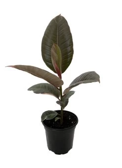 Hirt's Strawberry & Cream Ruby Rubber Tree Plant - Ficus - 4" Pot -Healthy Plant Shop stracrmrub4 63074.1653012476