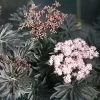 Laced Up® Elderberry - 4" Pot - Sambucus - Proven Winners -Healthy Plant Shop strait20laced20black20elderberry20foliage20and20flowers 56578.1615344638