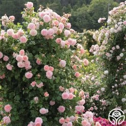 Strawberry Hill ® -Healthy Plant Shop strawberry hill 2 1