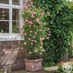 Strawberry Hill ® -Healthy Plant Shop strawberry hill 7 1