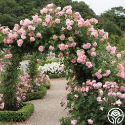 Strawberry Hill ® -Healthy Plant Shop strawberry hill 8 1