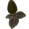 Hirt's Strawberry & Cream Ruby Rubber Tree Plant - Ficus - 4" Pot -Healthy Plant Shop strawbrubyrub4new 67979.1653012476