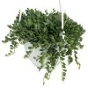 String Of Tears/Beads - Senecio Radicans - 6" Hanging Basket 2 String Of Tears/Beads - Senecio Radicans - 6" Hanging Basket -Healthy Plant Shop stringofbeadshr1new 43001.1614851855