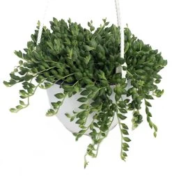 String Of Tears/Beads - Senecio Radicans - 6" Hanging Basket