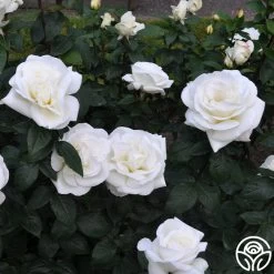 Sugar Moon -Healthy Plant Shop sugar moon 11