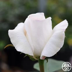 Sugar Moon -Healthy Plant Shop sugar moon 1 7