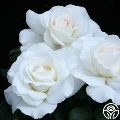 Sugar Moon -Healthy Plant Shop sugar moon 3 8