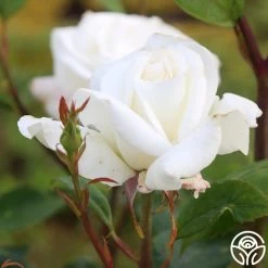 Sugar Moon -Healthy Plant Shop sugar moon 5 1