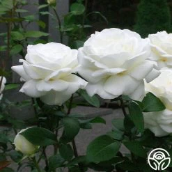 Sugar Moon -Healthy Plant Shop sugar moon 8