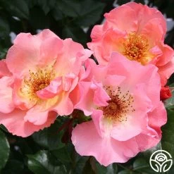 Summer Wine -Healthy Plant Shop summerwine logo 02