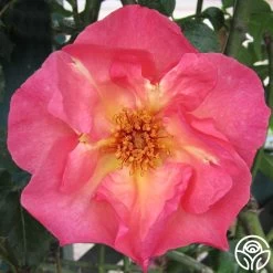 Summer Wine -Healthy Plant Shop summerwine logo 04