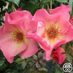 Summer Wine -Healthy Plant Shop summerwine logo 05