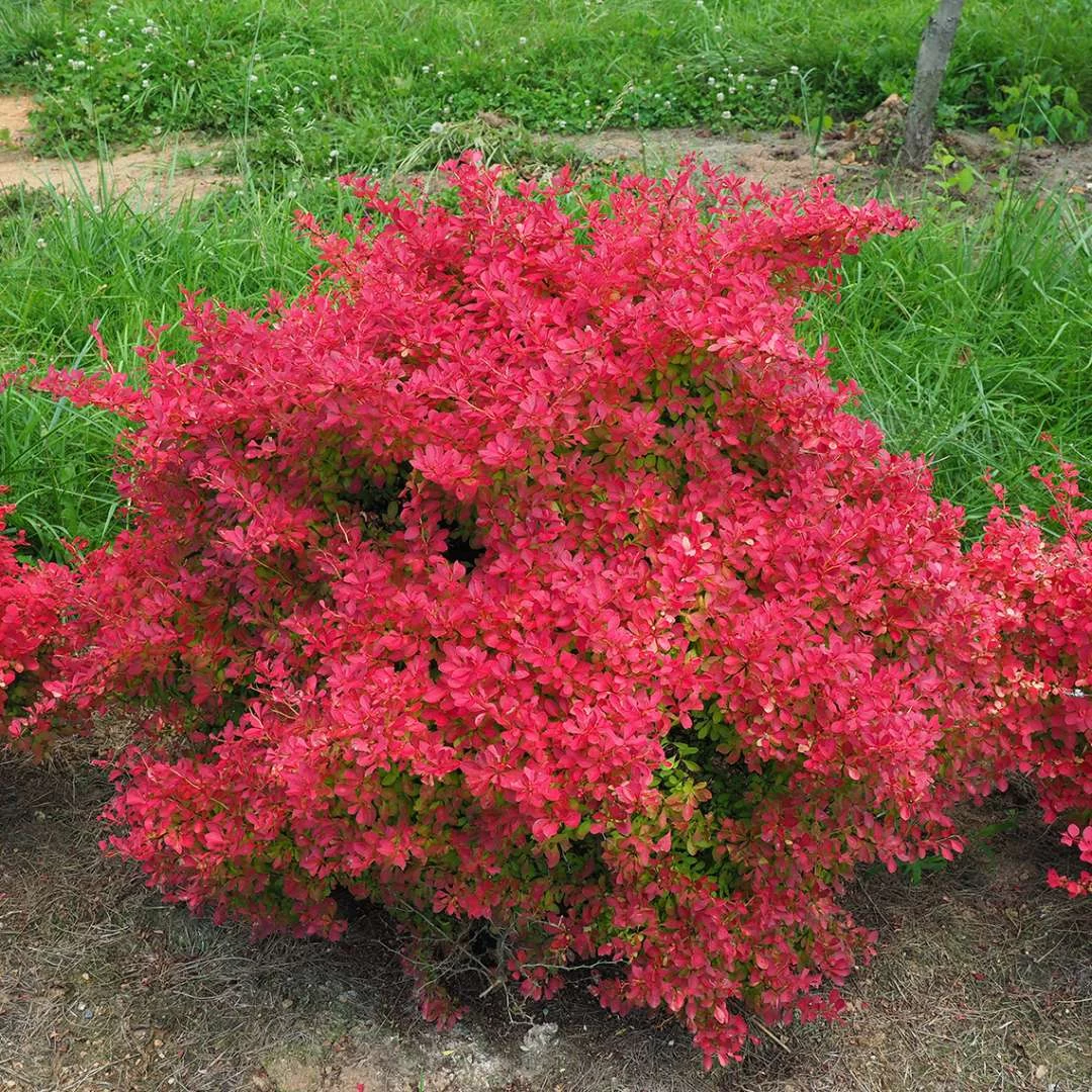SUNJOY NEO® Barberry - Berberis Thunbergii - Proven Winners - 4" Pot 5 SUNJOY NEO® Barberry - Berberis Thunbergii - Proven Winners - 4" Pot - Image 3