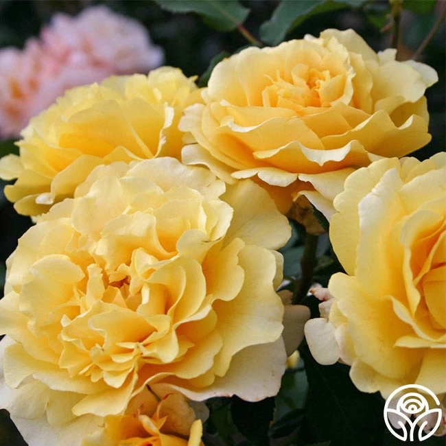 Eleganza® Sunny Sky 4 Eleganza® Sunny Sky - Image 2