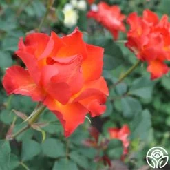 Sunrise At Heirloom™ -Healthy Plant Shop sunrise at heirloom 1 1