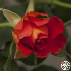 Sunrise At Heirloom™ -Healthy Plant Shop sunrise at heirloom 3 2