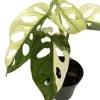 Exotic Variegated Swiss Cheese Plant - Monstera Adansonii Var - 4" Pot 2 Exotic Variegated Swiss Cheese Plant - Monstera Adansonii Var - 4" Pot -Healthy Plant Shop swvarieg4 84200.1662145542