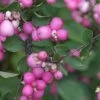 Proud Berry® Coral Berry - 4" Pot - Symphoricarpos - Proven Winners 1 Proud Berry® Coral Berry - 4" Pot - Symphoricarpos - Proven Winners -Healthy Plant Shop symphoricarpos20amethyst20207c 65793.1615344628