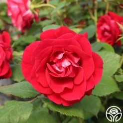 Take It Easy™ -Healthy Plant Shop take it easy logo